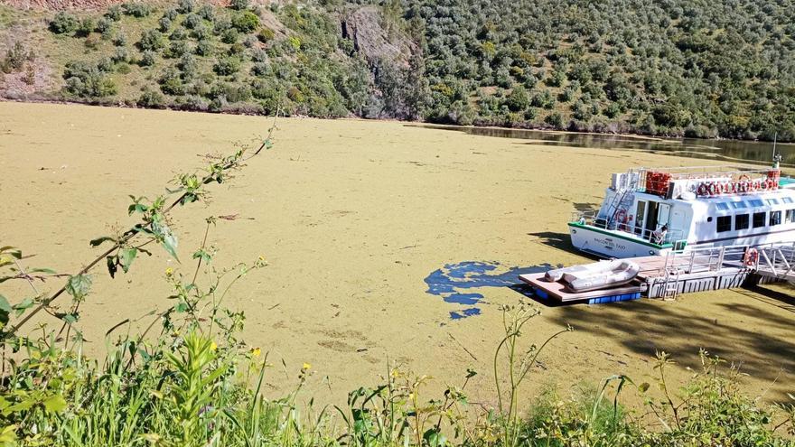 La invasión de la Azolla regresa a las aguas del Tajo