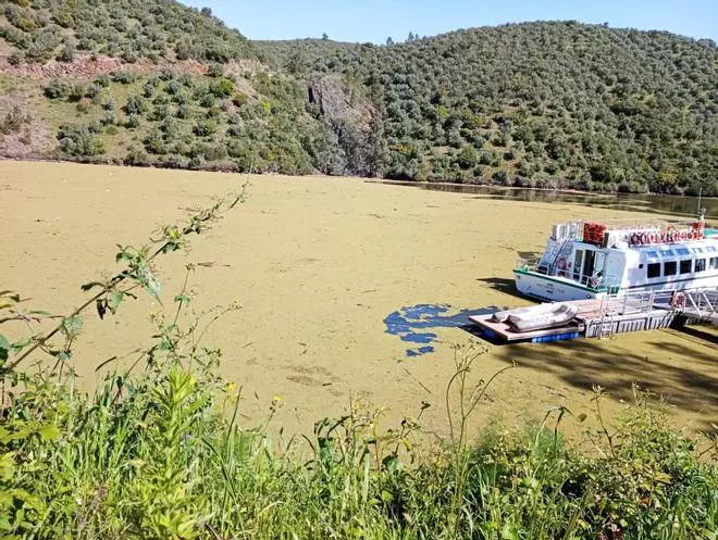 La invasión de la Azolla regresa a las aguas del Tajo