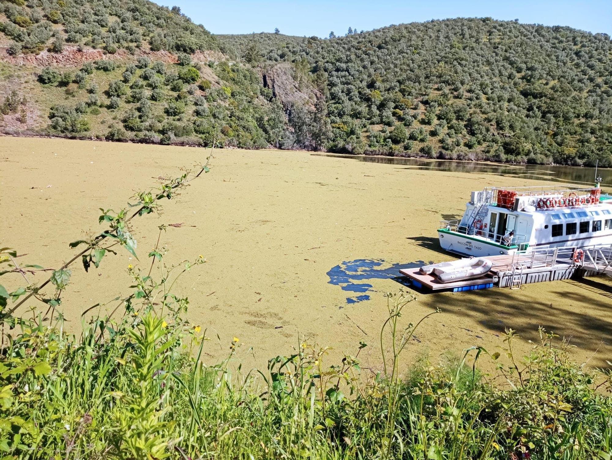 La Azolla invade el río, a su paso por Cedillo, en la zona de embarque del ‘Balcón del Tajo’.