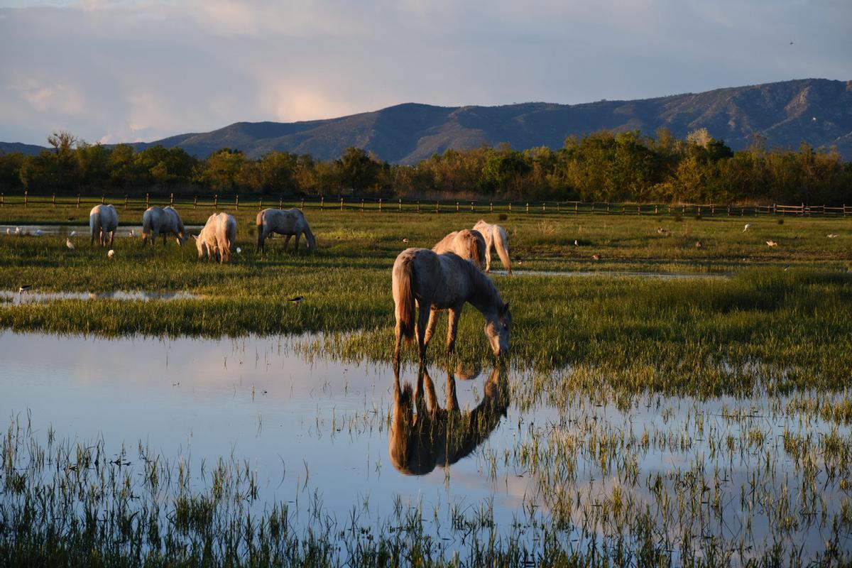 Aiguamolls de l'Empordà en la Costa Brava, Girona, Cataluña