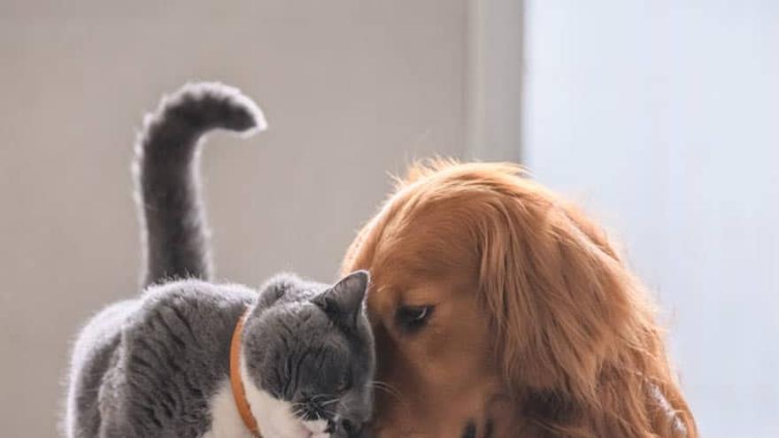 Dos mascotas que comparten el mismo hogar.