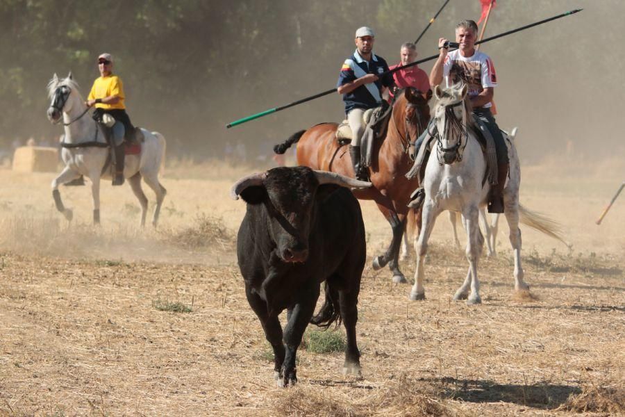 Fiestas en Zamora: Encierro en El Pego