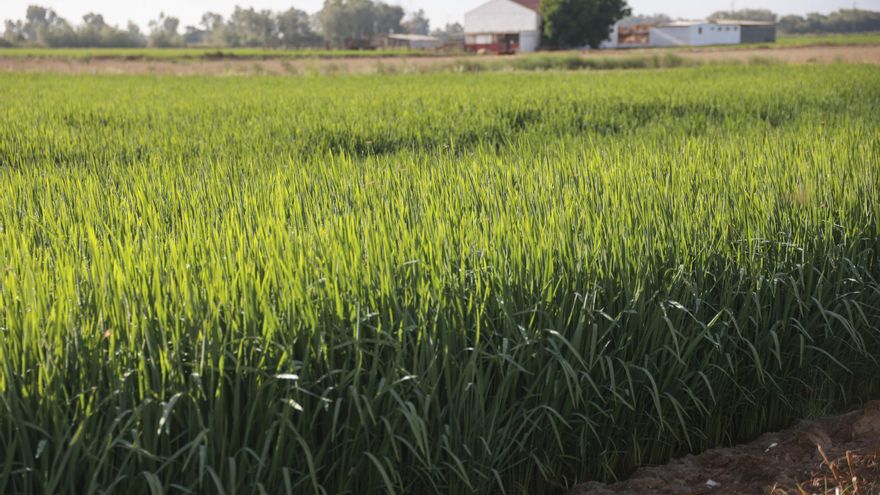 Los arroceros miran al cielo: &quot;Las lluvias no han sido suficientes para garantizar la siembra del 100% de la tierra&quot;