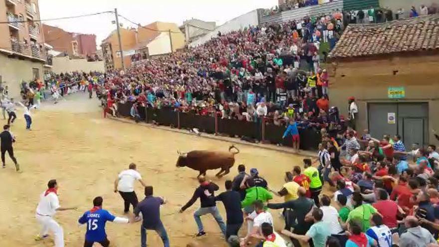 Comienzo del Toro Enmaromado en Benavente