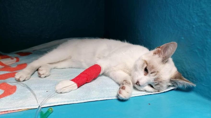 Uno de los gatos que fue envenenado en la colonia.