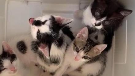 Buscan un hogar a cuatro gatitos abandonados en Ibiza - Diario de Ibiza
