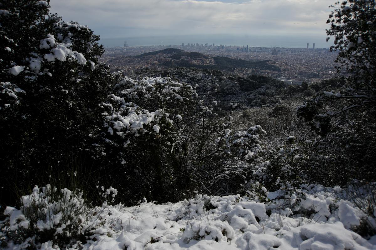 La nieve llega a Barcelona: Collserola, cubierta de blanco