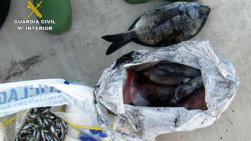 Pesca ilegal de pescado inmaduro en Mazarrón