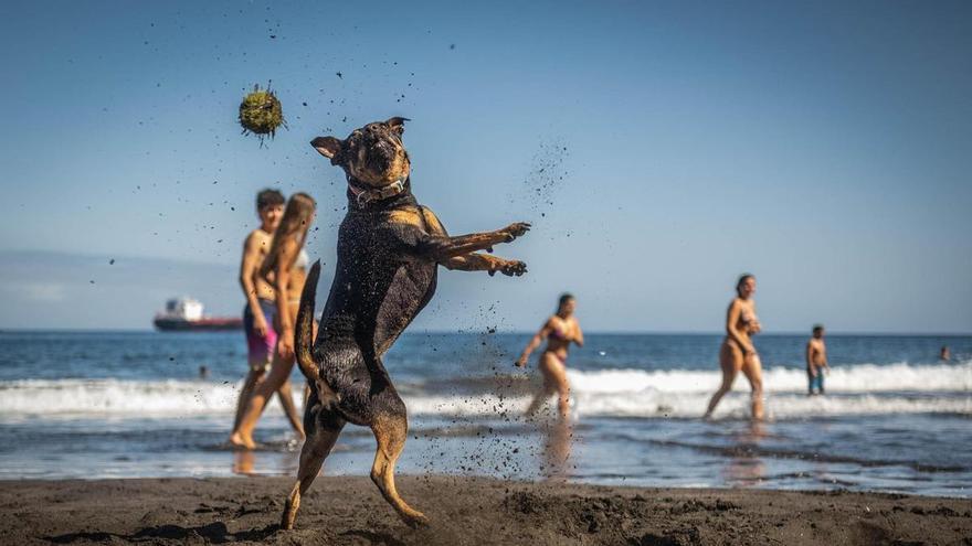 Golpe de calor en perros en Canarias: cómo detectarlo y qué hacer de inmediato