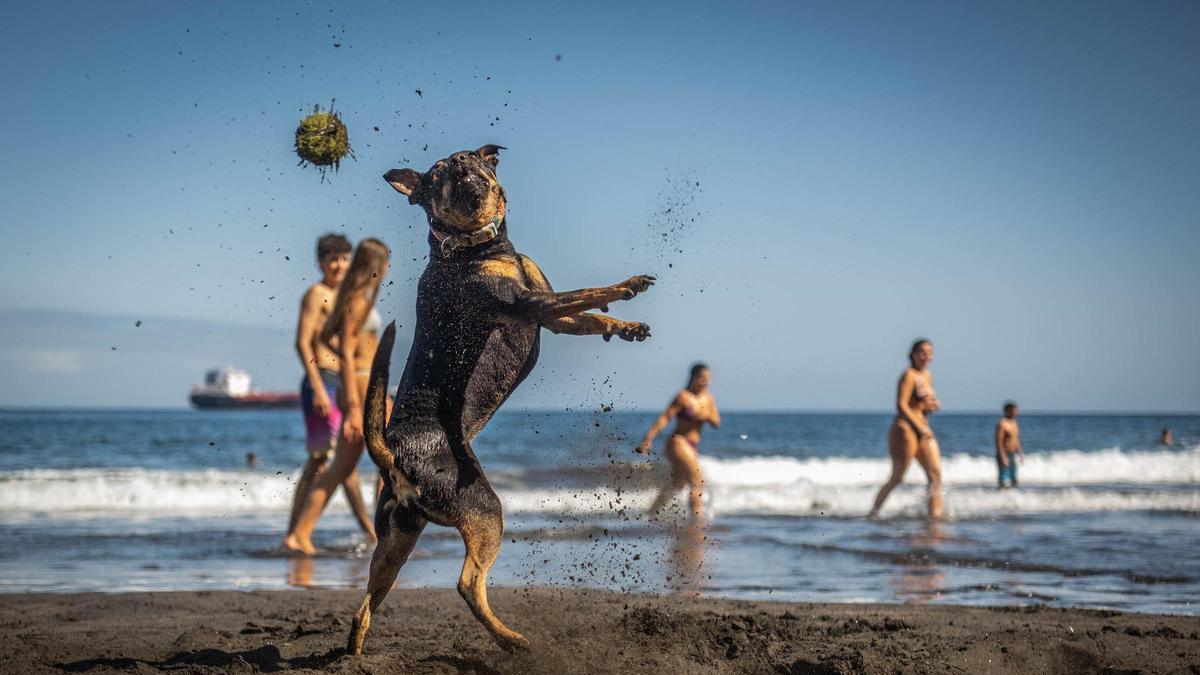 Un perro juega en la playa de Las Gaviotas.