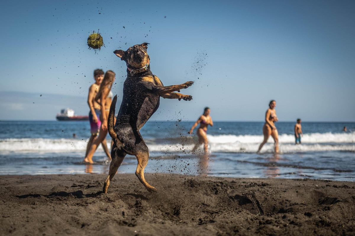 Un perro juega en la playa de Las Gaviotas.