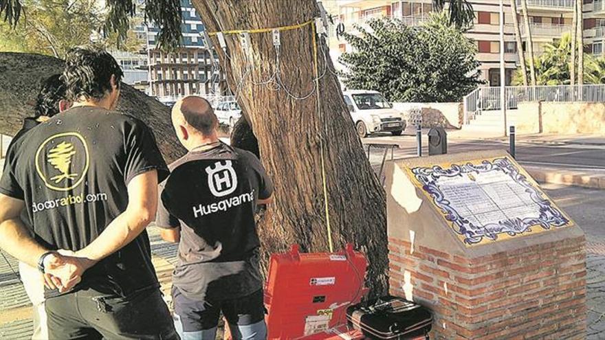 Chequean la salud del arbolado para evitar la caída de ramas