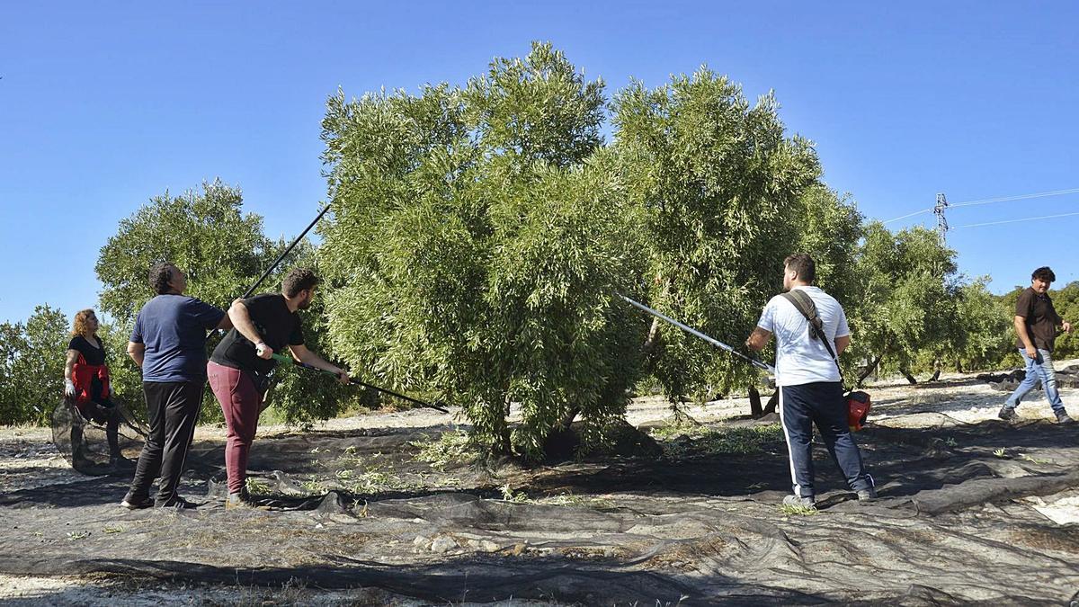 Recogida de la aceituna durante la última campaña olivarera. La tecnología NIRS permite saber si un aceite es virgen extra, virgen o lampante.