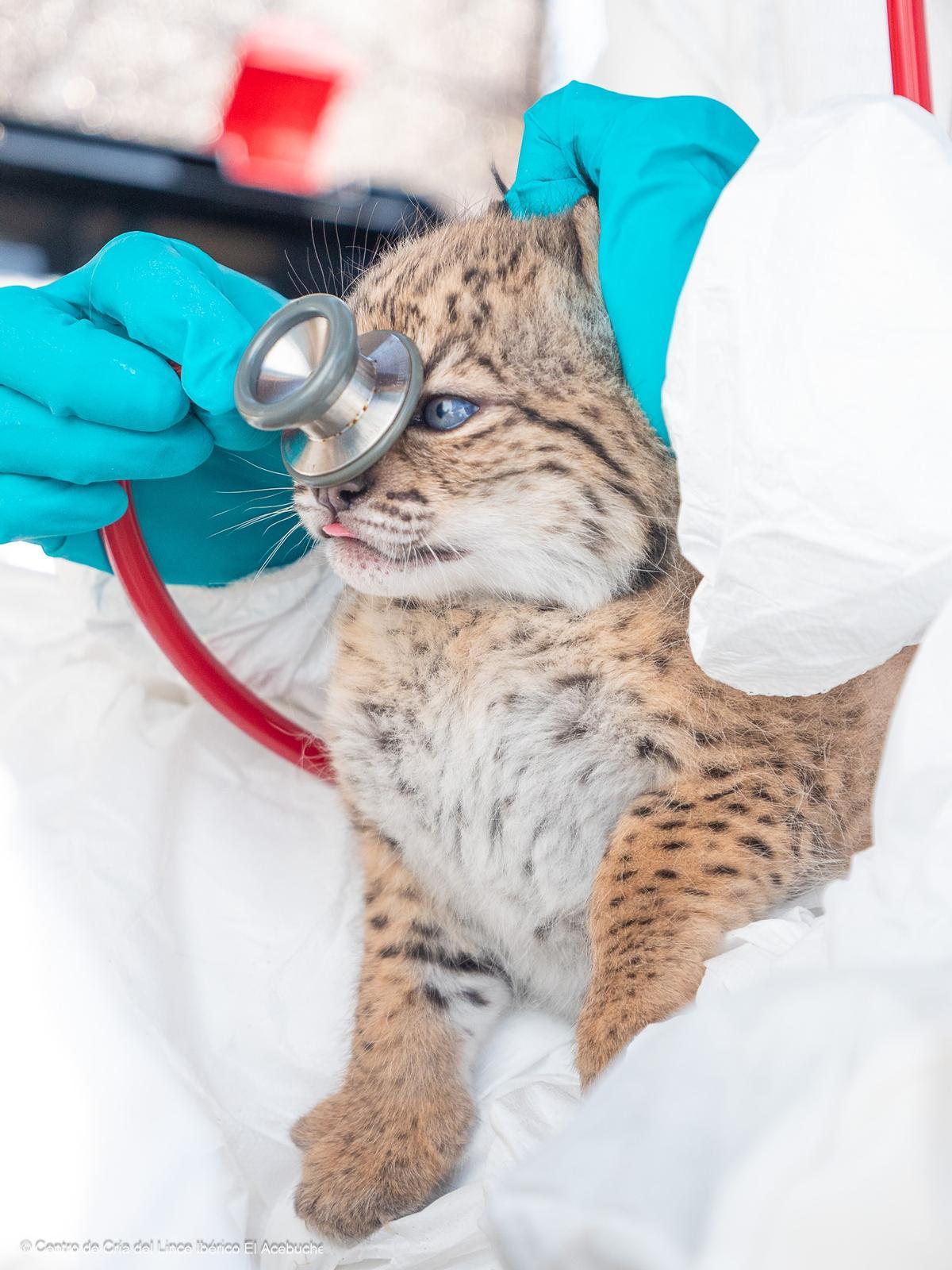 AMUS asume la gestión biomédica del lince ibérico, dentro de la estrategia de la Junta para consolidar la recuperación de esta especie amenazada.