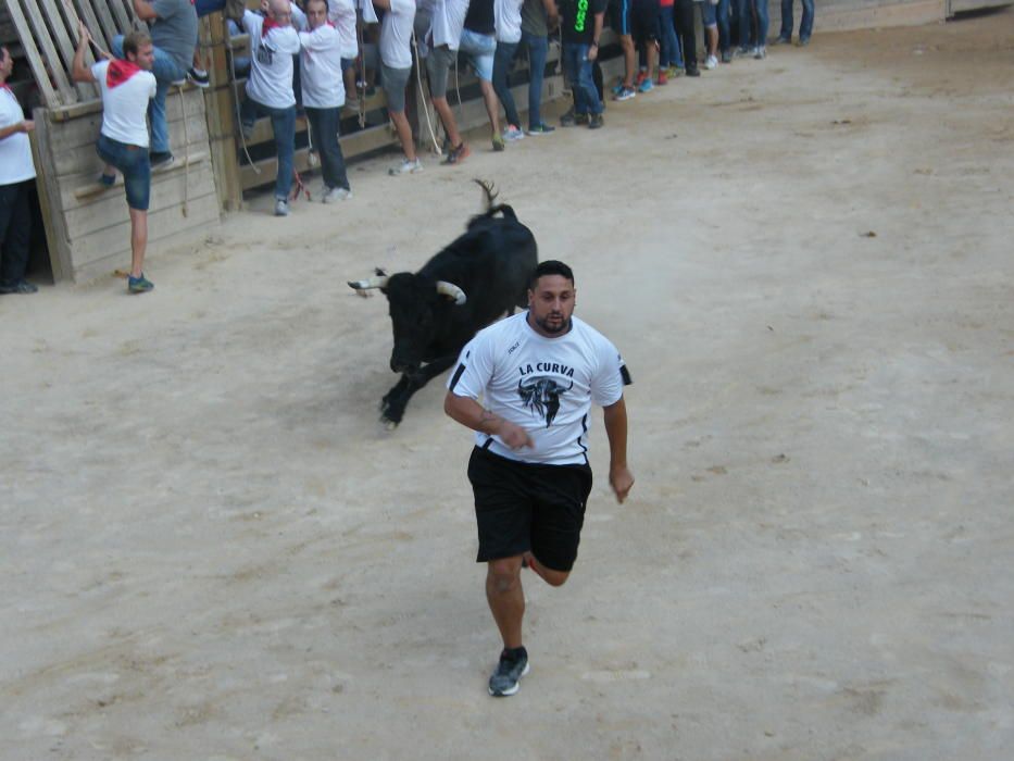 Corre de bou de Cardona (dilluns 12 de setembre)