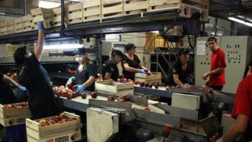 Girona Fruits invertirà 1 milió en una nova línia de producció