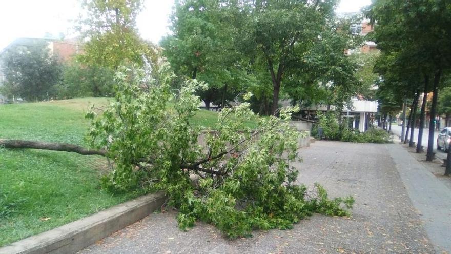 Arbres afectats ahir pel pas de la tempesta al passeig d&#039;Olot de Girona