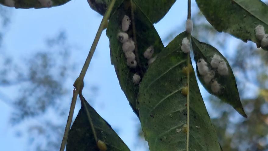 La plaga de pulvinaria que afecta a las melias.