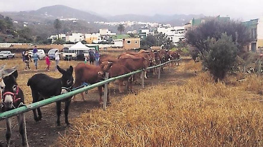 Algunos de los animales que participaron en la feria de ganado, ayer, en Valle de los Nueve Alto.