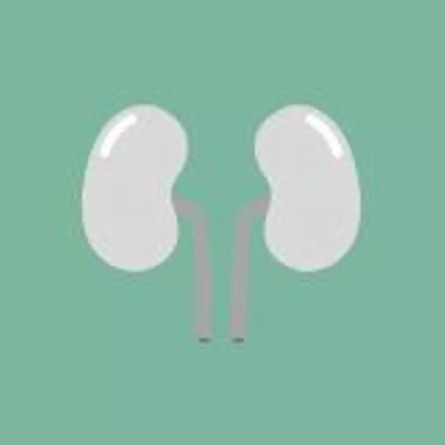 Sistema renal