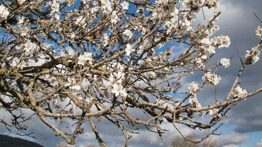 Un almendro en flor.