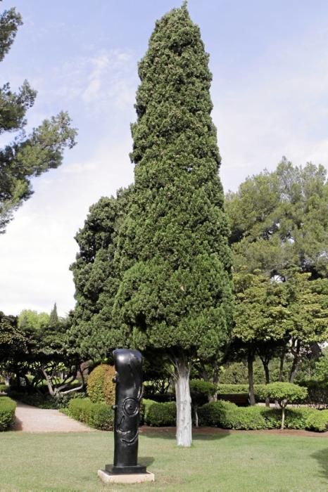 In den Jardines von Marivent: alte Bäume, organische Formschnitte und viel Grün. Ein botanischer Rundgang mit der Gartenarchitektin Erika Könn.