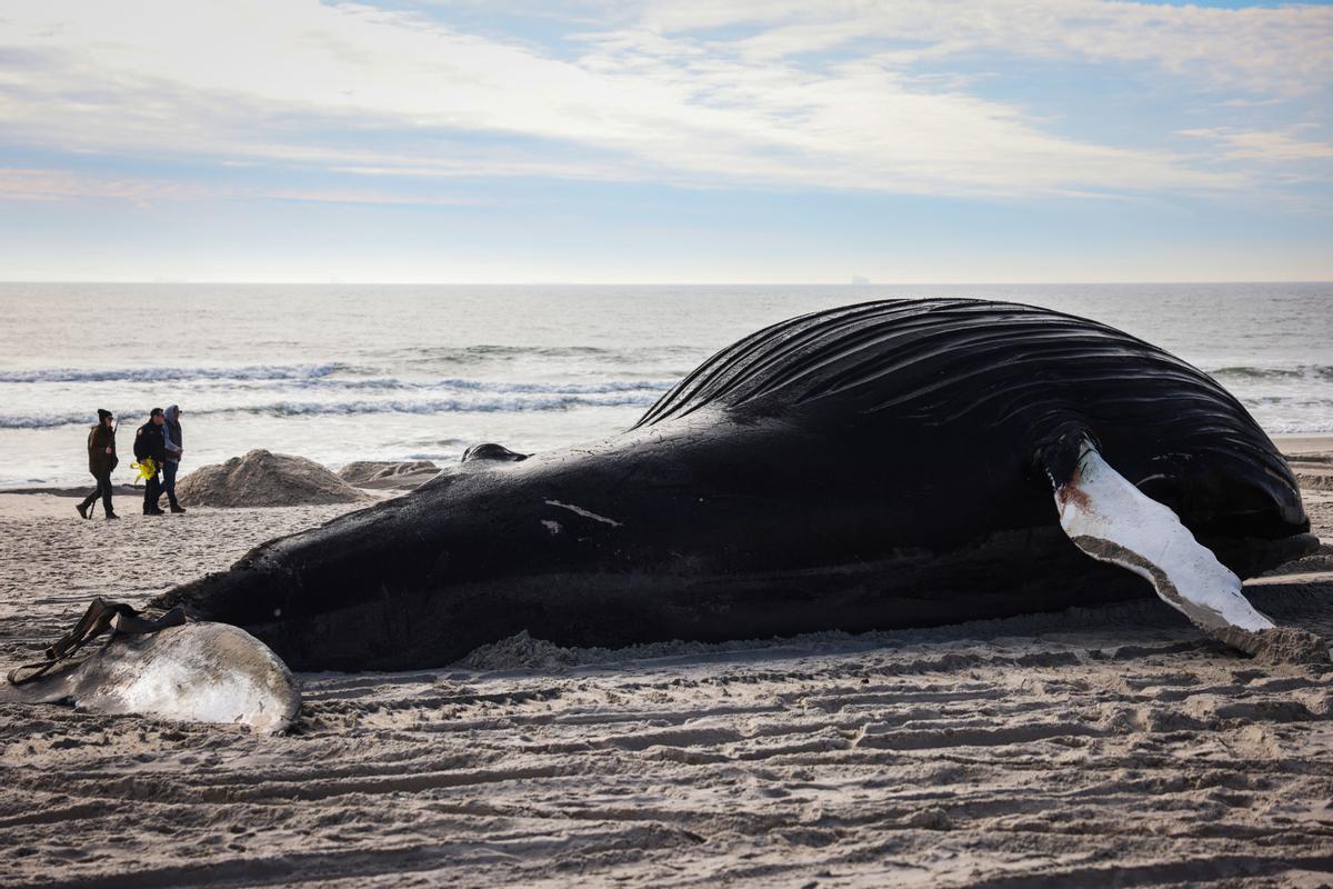 La ballena jorobada muerta en la playa de Lido Beach, Nueva York