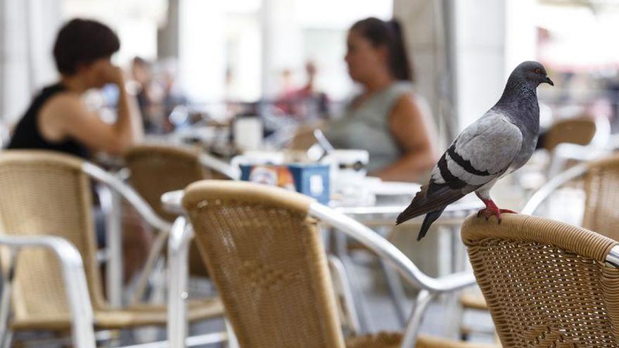 Castelló ‘caza’ dos mil palomas al año para evitar la superpoblación