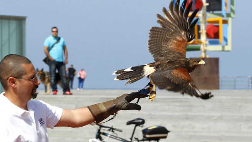 Carmelo Walo, con una de las águilas de Harris que sobrevoló ayer la playa de Las Canteras.