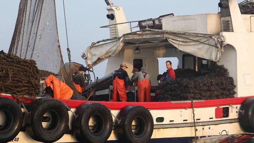 Laboreo en un barco abarloado a una batea de mejillón fondeada en O Grove. // Muñiz