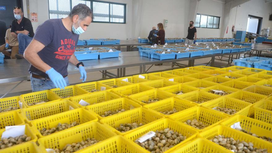 Marisco de Canadá, Portugal y Marruecos devuelve el producto gallego de la lonja al mar: «Hay gente que lo vende como si fuese de aquí»