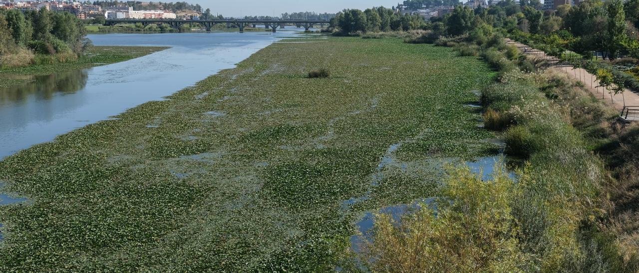 Tramo del río Guadiana en Badajoz con una gran franja de nenúfar.