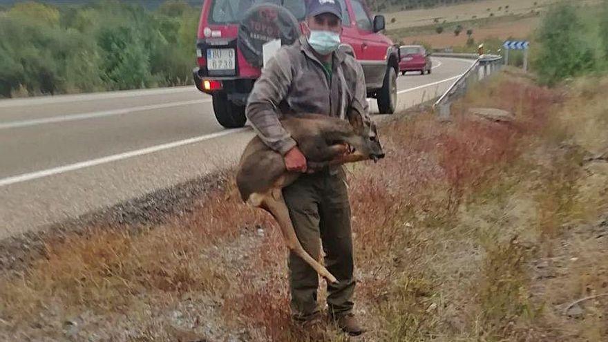 Corzo atropellado en Trabazos. | Ch. S.