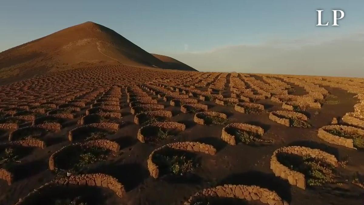 El jardí que va brotar del foc del volcà: així va ser la revolució agrícola a Lanzarote