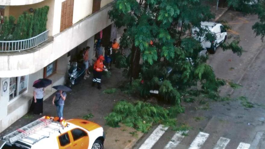 En Inca llovió, granizó, un árbol se derrumbó sobre un coche y se recogieron hasta treinta litros por metro cuadrado en una hora.