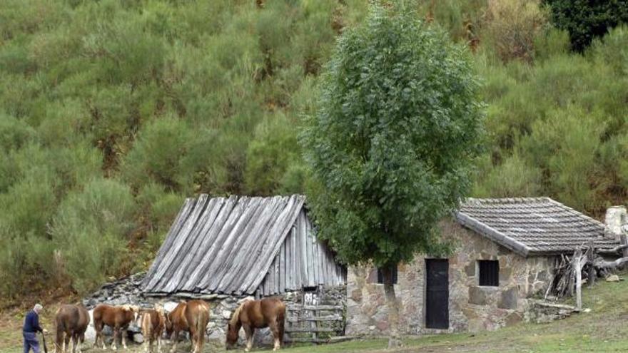 Un vecino atiende sus yeguas junto a dos de las construcciones de Brañagallones, en Caso, el pasado octubre.