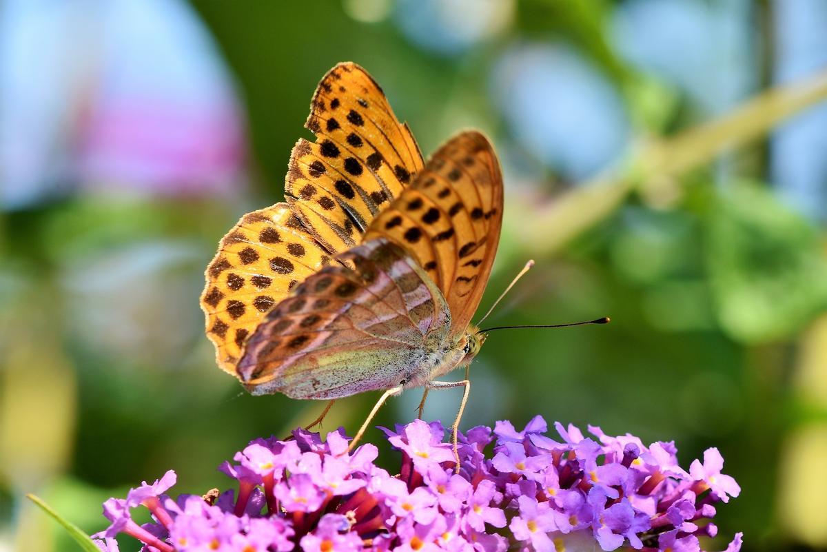 Las mariposas y las flores no salen al mismo tiempo