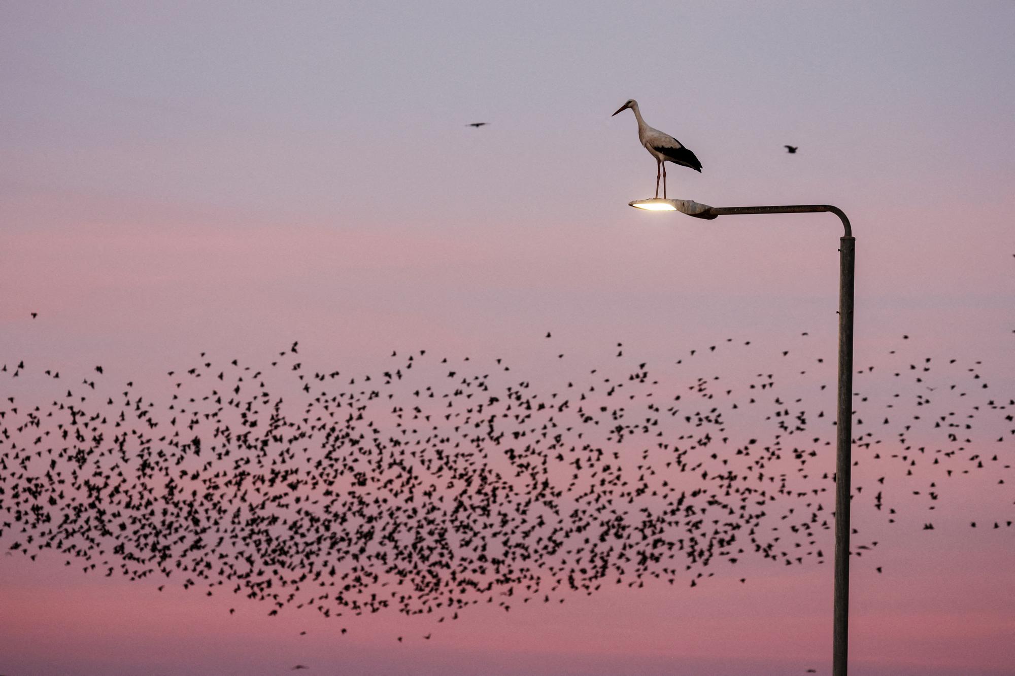 pajaros-israel.jpg