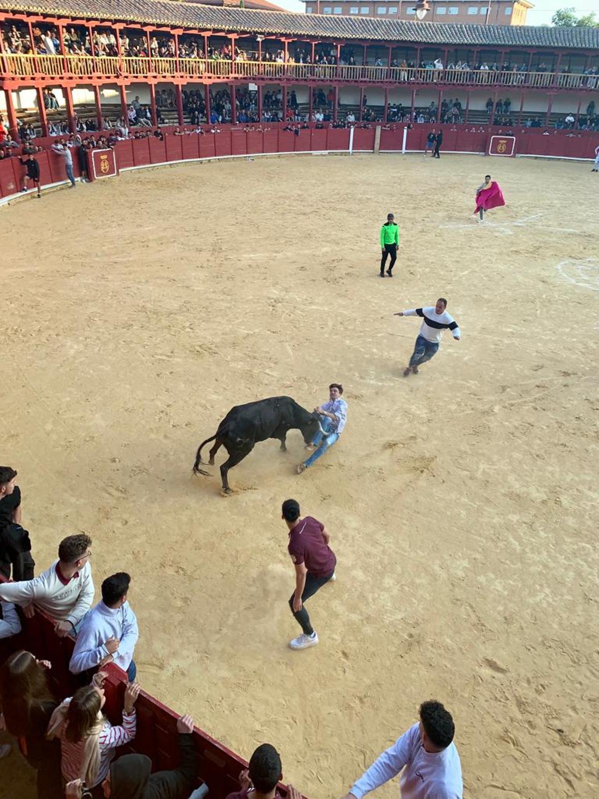 Una vaquilla provoca la caída de un joven en la plaza de toros