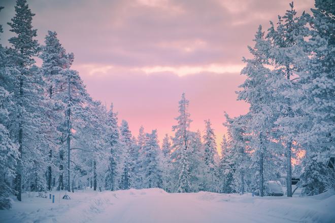 Bosque en la Laponia finlandesa