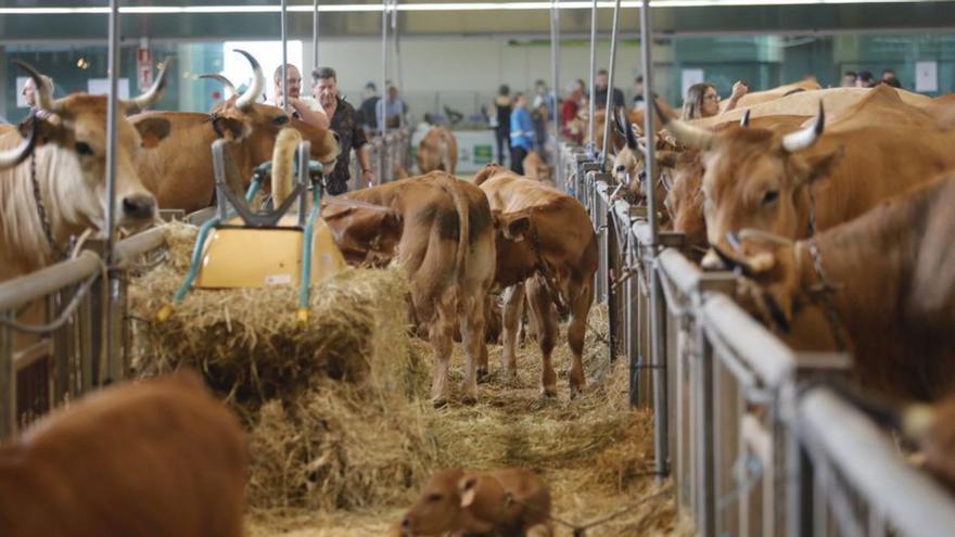 Otro descalabro burocrático en Asturias: decenas de ganaderías de la región, en un limbo legal