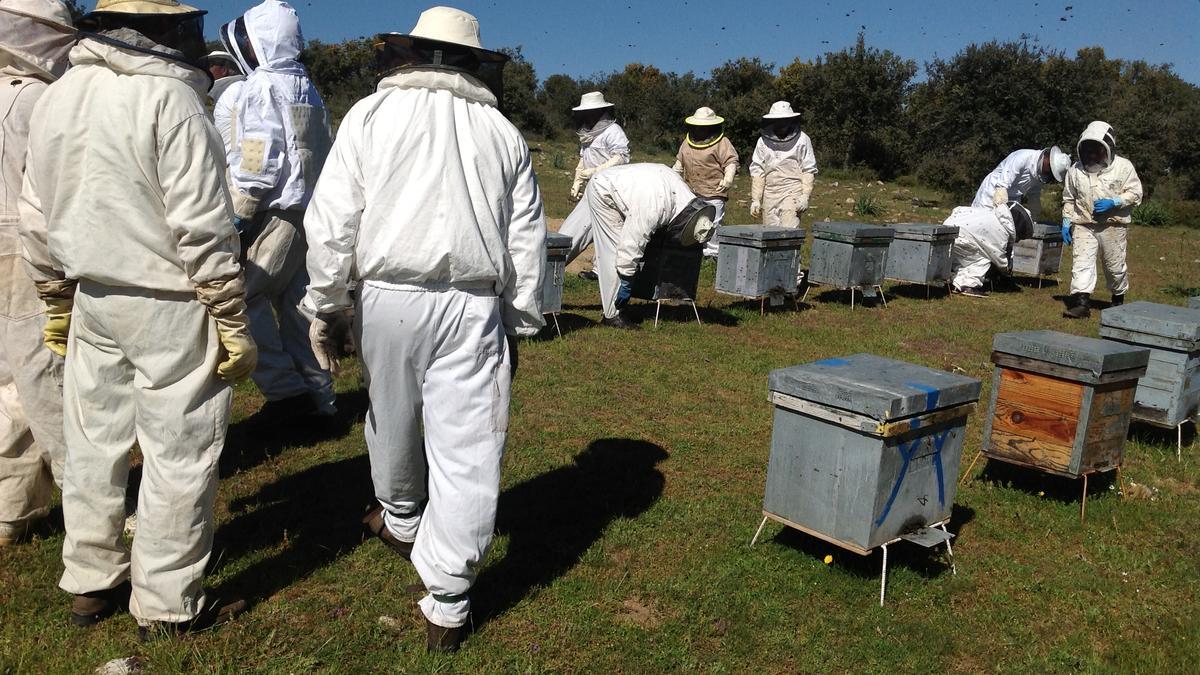 Una actividad formativa sobre apicultura