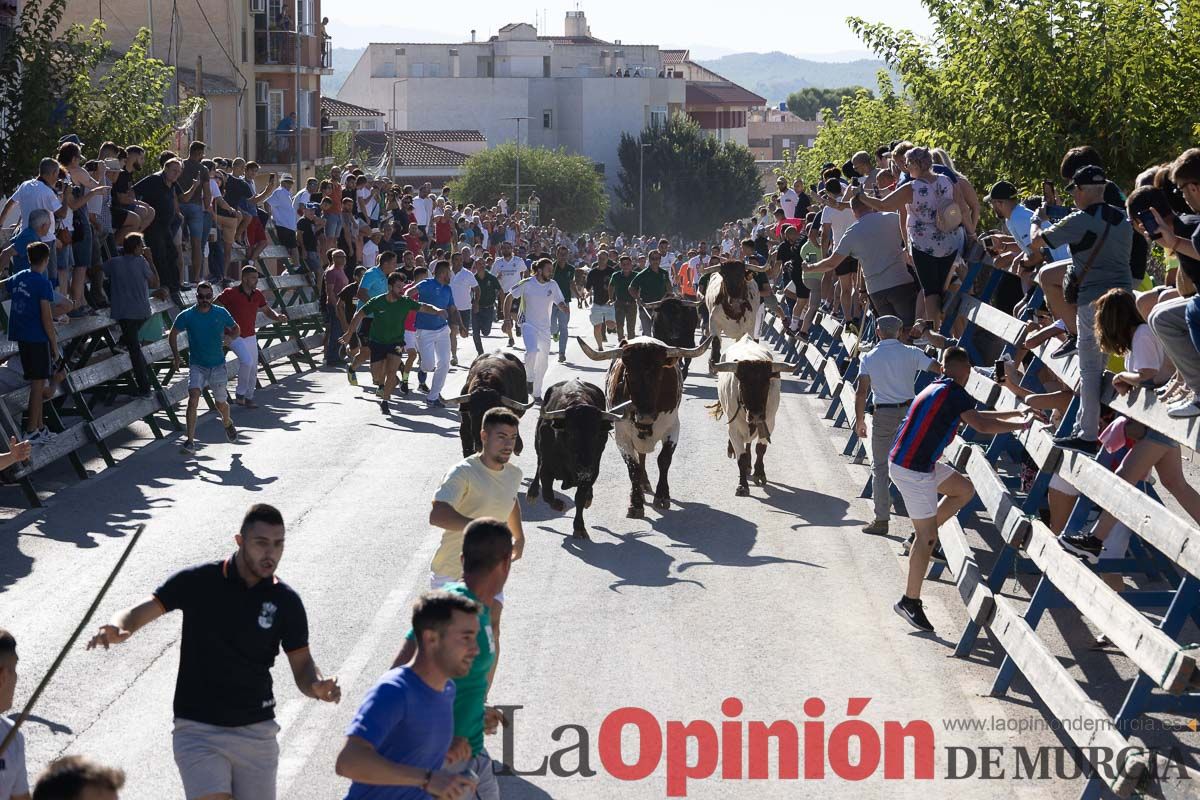 Cuarto encierro Feria del Arroz de Calasparra