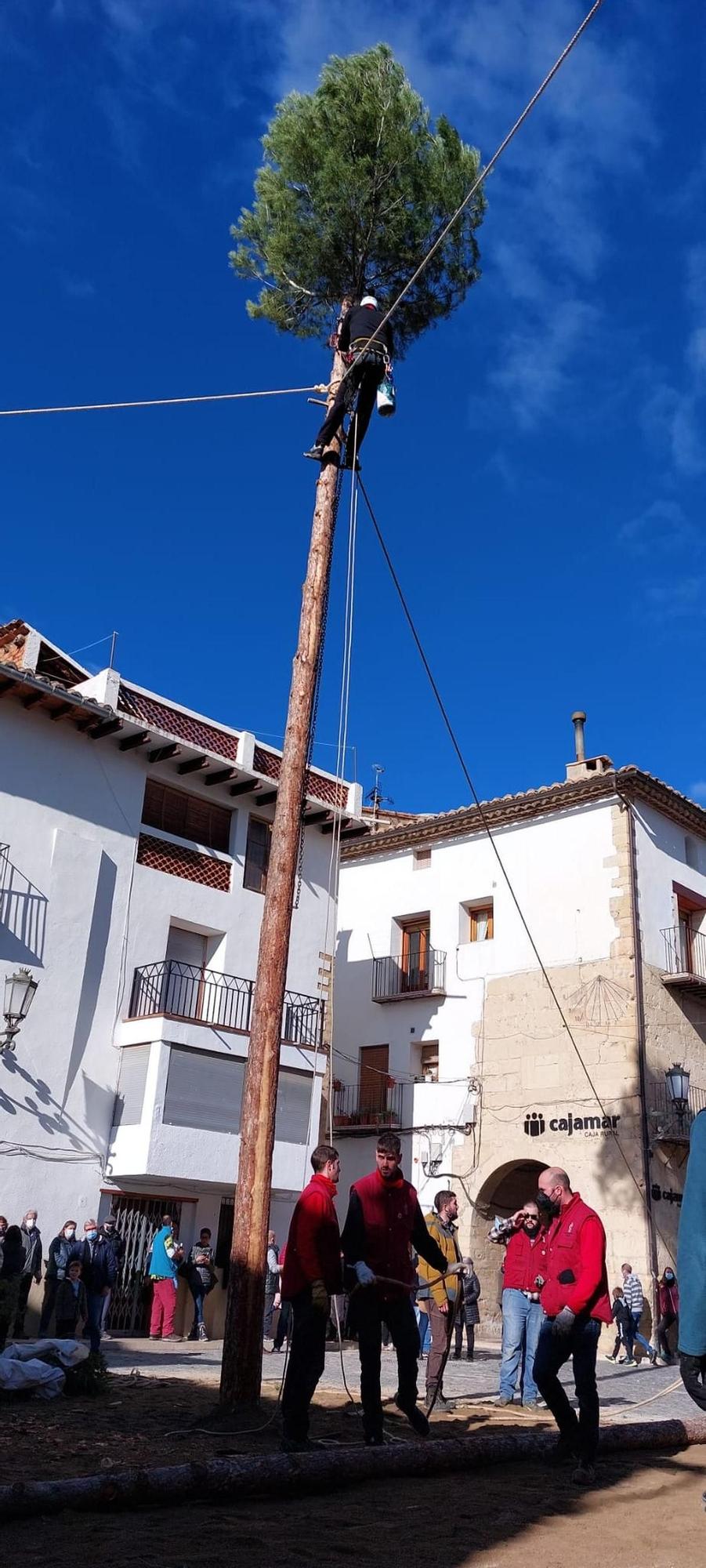 En apenas unos minutos, el árbol se ha convertido en el protagonista de la gran plaza forcallana.