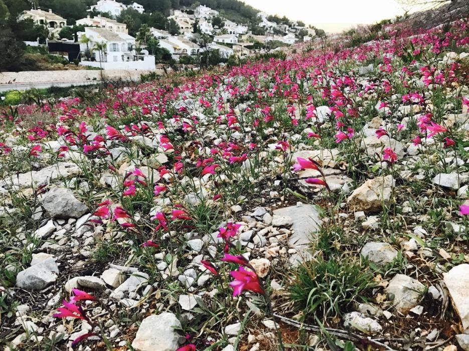 Las flores salpican la Granadella.