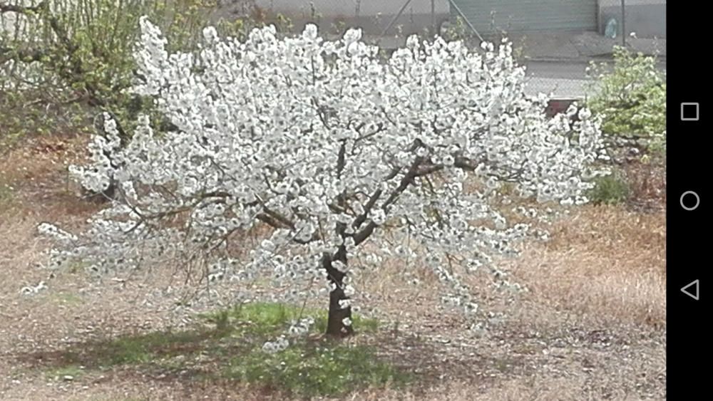 Primavera. Els arbres fruiters de la comarca ja floreixen amb precioses flors com les d’aquest arbre, a Callús