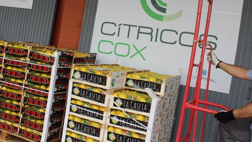 Cítricos Cox se instala en Mercalicante para iniciar sus ventas en el mercado nacional