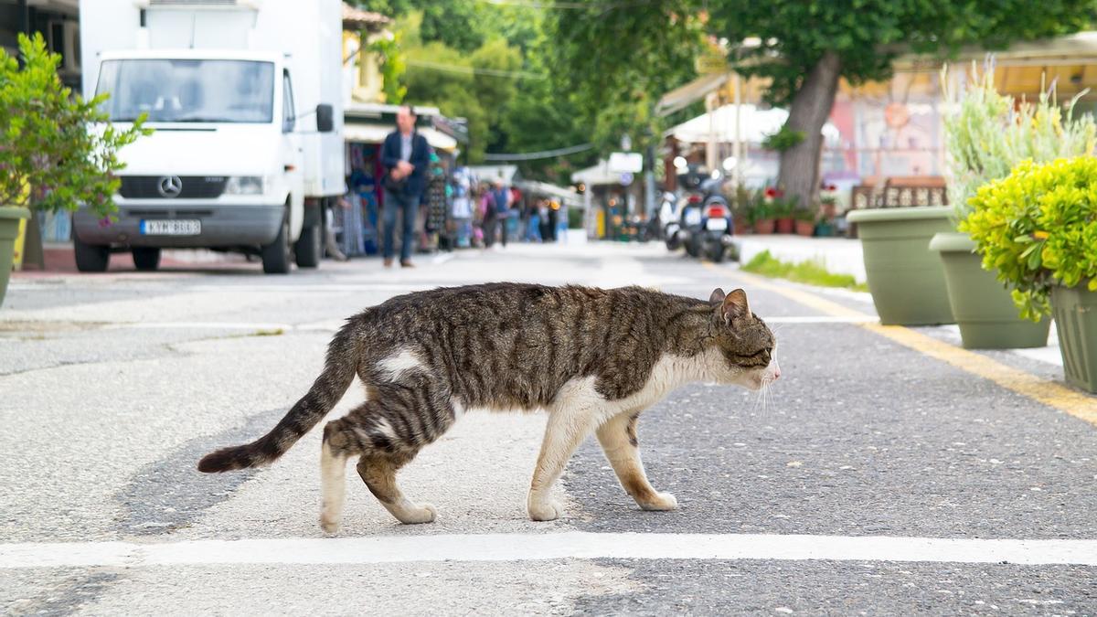 Gato deambulando por las calles