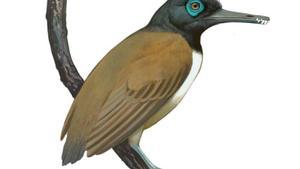 Una ilustración de Longipteryx, un ave fósil con dientes inusualmente fuertes justo en la punta de su pico.
