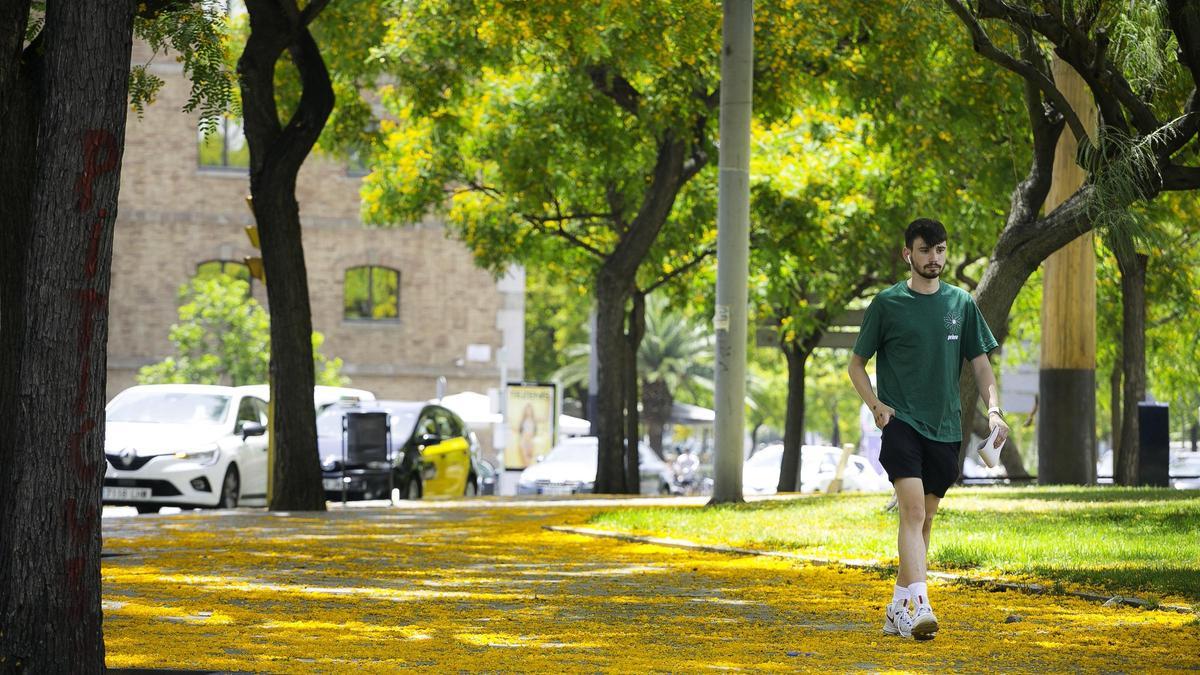 Els arbres ‘antisequera’ que Barcelona planta per afrontar el canvi climàtic